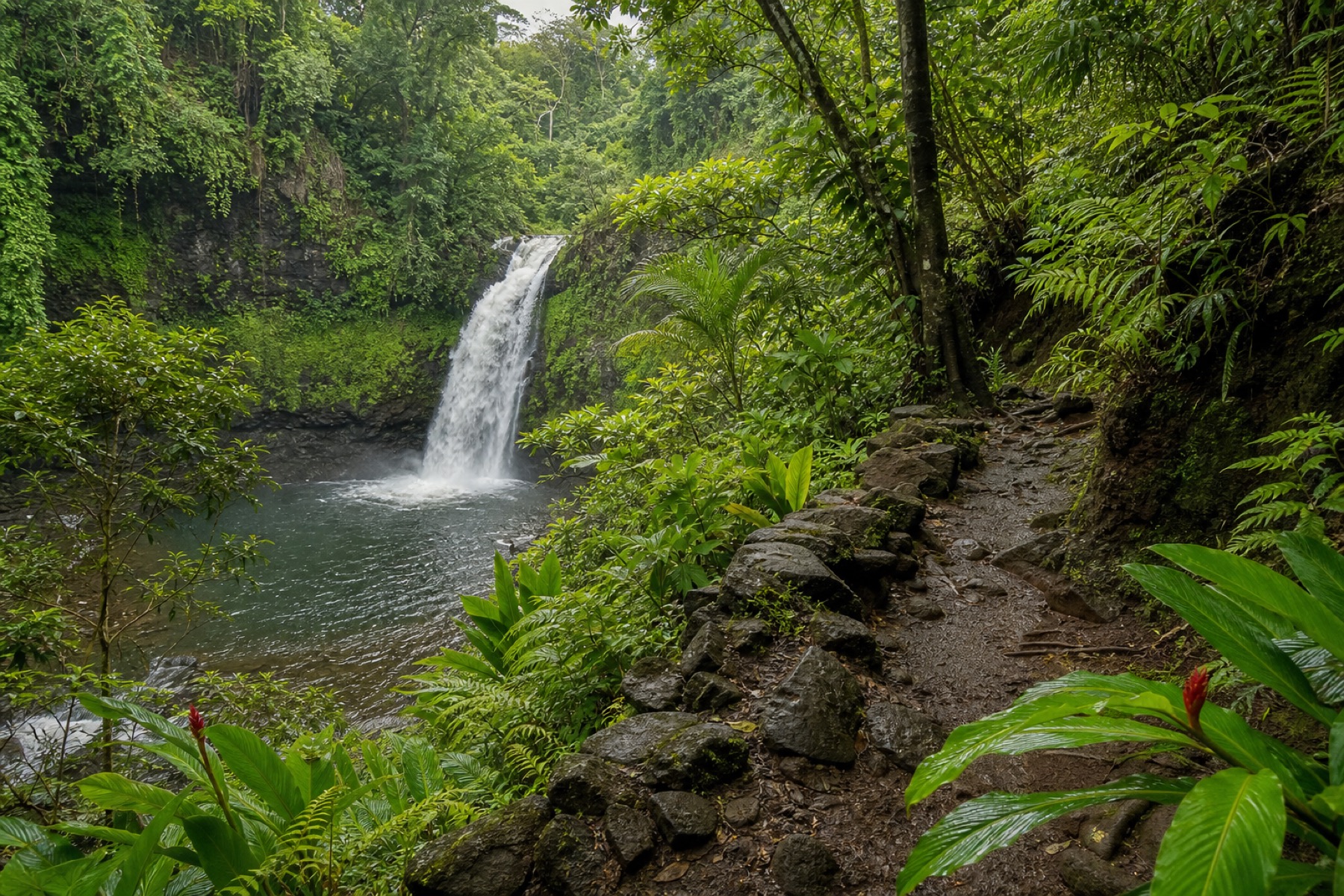 Rainforest waterfall trail for an Oahu waterfalls audio guide